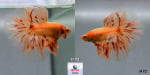 Thumbnail for fwbettashm1753060802