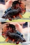 fwbettashmp&1751432703 Thumbnail