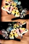 fwbettashmp&1751433464 Thumbnail