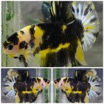 fwbettashmp&1751449264 Thumbnail