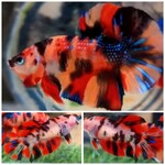 fwbettashmp&1751449488 Thumbnail