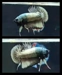 fwbettashmp&1751451011 Thumbnail