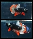 fwbettashmp&1751451014 Thumbnail