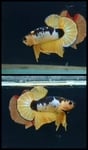fwbettashmp&1751451018 Thumbnail