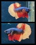 fwbettashmp&1751451021 Thumbnail