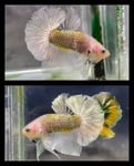 fwbettashmp&1751451025 Thumbnail