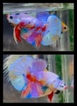 fwbettashmp&1751451031 Thumbnail
