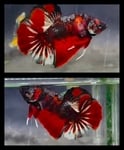 fwbettashmp&1751451035 Thumbnail