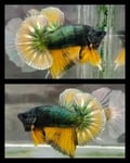 fwbettashmp&1751451039 Thumbnail