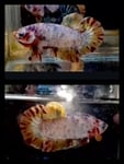 fwbettashmp&1751451047 Thumbnail