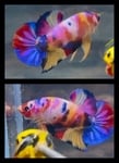 fwbettashmp&1751451537 Thumbnail