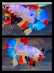 fwbettashmp&1751451541 Thumbnail
