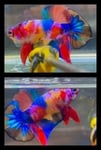 fwbettashmp&1751451584 Thumbnail