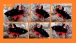 Thumbnail for fwbettashmp1751455658
