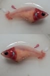 fwbettashmp&1751457263 Thumbnail