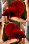 fwbettashmp&1751464203 Thumbnail