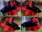 Thumbnail for fwbettashmp1751470804