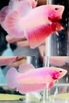fwbettashmp&1751472604 Thumbnail
