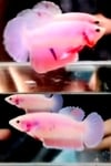 fwbettashmp&1751472606 Thumbnail
