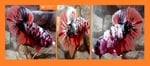 Thumbnail for fwbettashmp1751495401