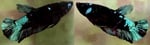 Thumbnail for fwbettashmp1751504403