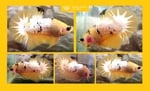 Thumbnail for fwbettashmp1751509206