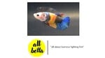 Thumbnail for fwbettashmp1751533202
