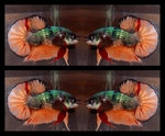 Thumbnail for fwbettashmp1751537793