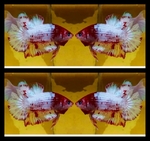 Thumbnail for fwbettashmp1751537796