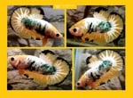 Thumbnail for fwbettashmp1751554202
