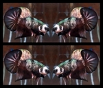 Thumbnail for fwbettashmp1751625155