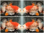 Thumbnail for fwbettashmp1751629192