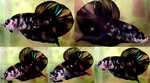 Thumbnail for fwbettashmp1751649011