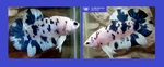 Thumbnail for fwbettashmp1751713805