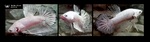 Thumbnail for fwbettashmp1751713807