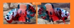 Thumbnail for fwbettashmp1751755205