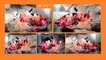 Thumbnail for fwbettashmp1751769006