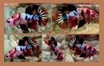 Thumbnail for fwbettashmp1751831402