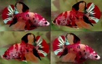 Thumbnail for fwbettashmp1751861403