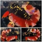 Thumbnail for fwbettashmp1751971179