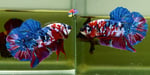 Thumbnail for fwbettashmp1751980203