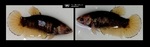 Thumbnail for fwbettashmp1752075301