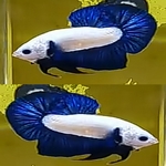 Thumbnail for fwbettashmp1752135603
