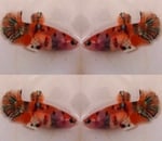 Thumbnail for fwbettashmp1752229592