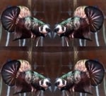 Thumbnail for fwbettashmp1752229596
