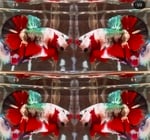 Thumbnail for fwbettashmp1752229600