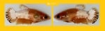Thumbnail for fwbettashmp1752315603