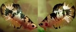 Thumbnail for fwbettashmp1752336603