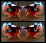 Thumbnail for fwbettashmp1752404040
