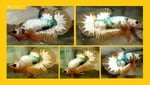 Thumbnail for fwbettashmp1752405162